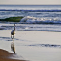 Morning Walk At Ormond Beach